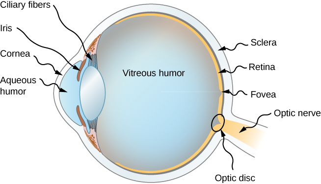 diagram lensing of the eye