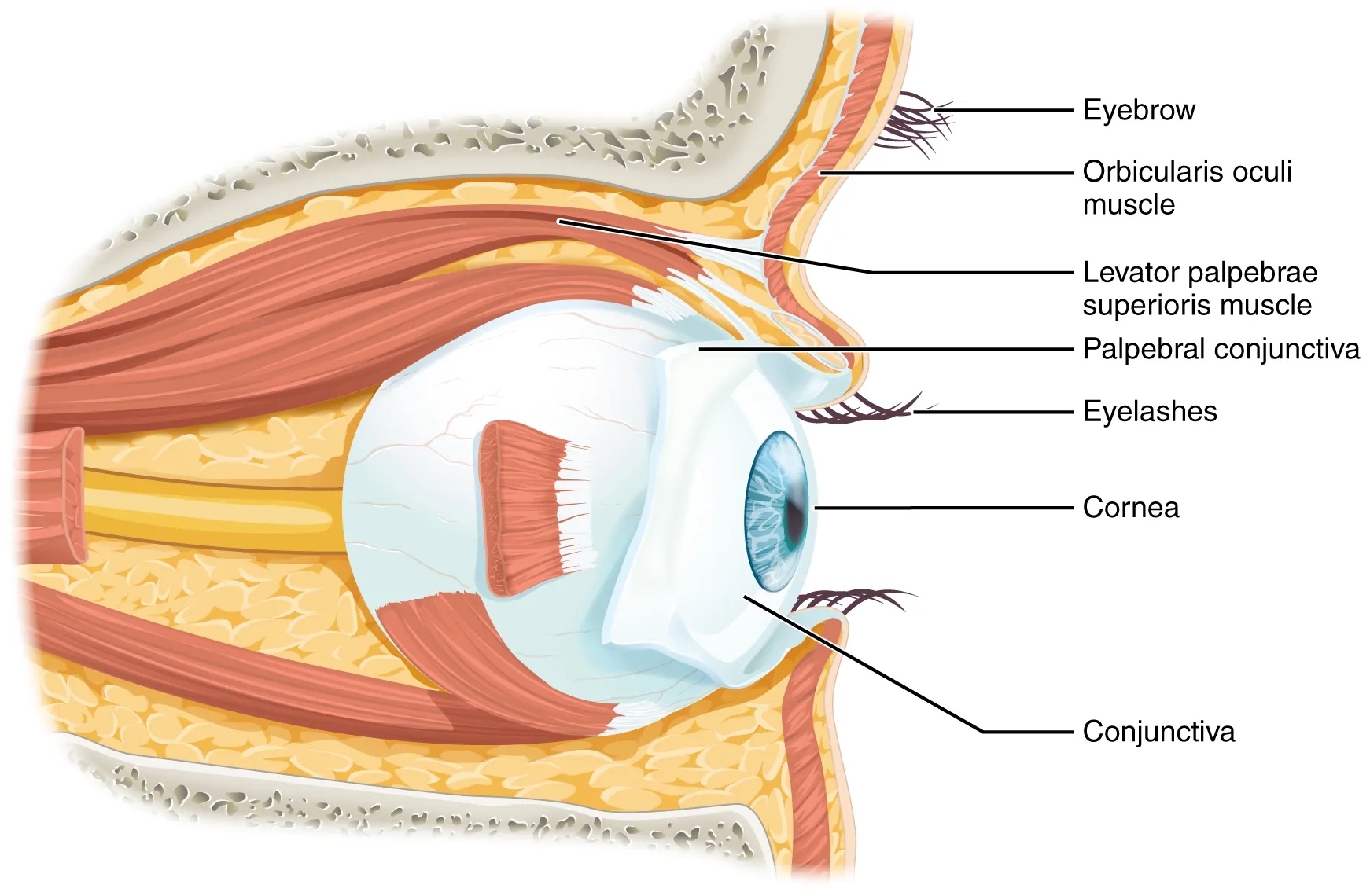 Diagram of the human eye