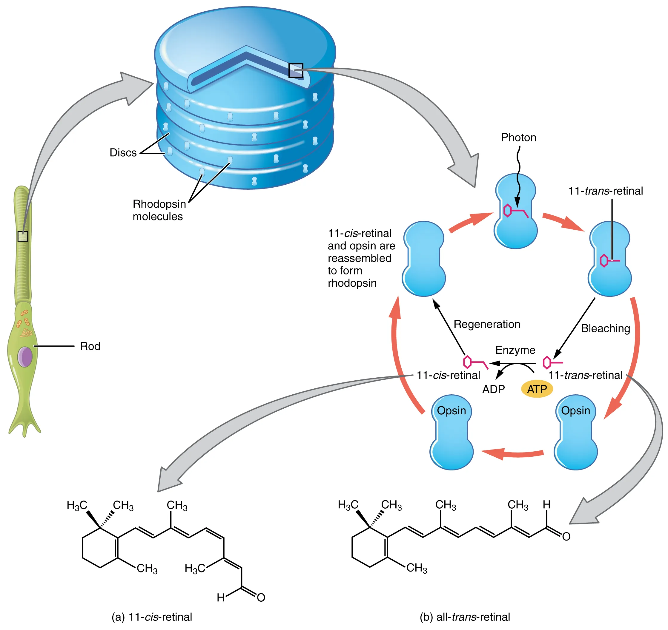 diagram of rhopdopsin