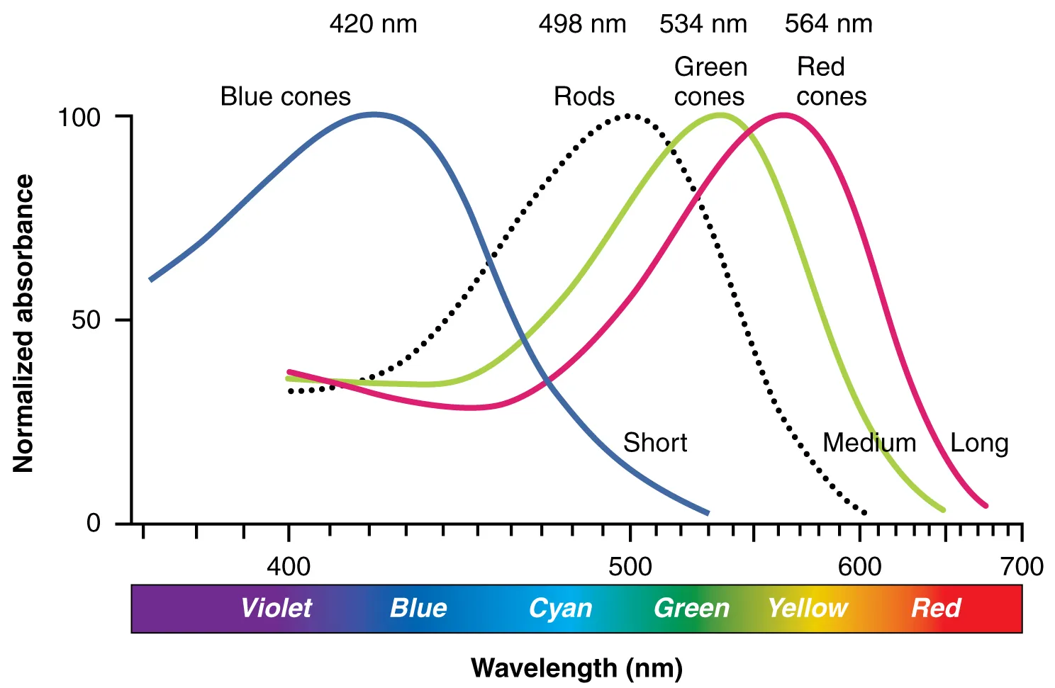 cone sensitivity