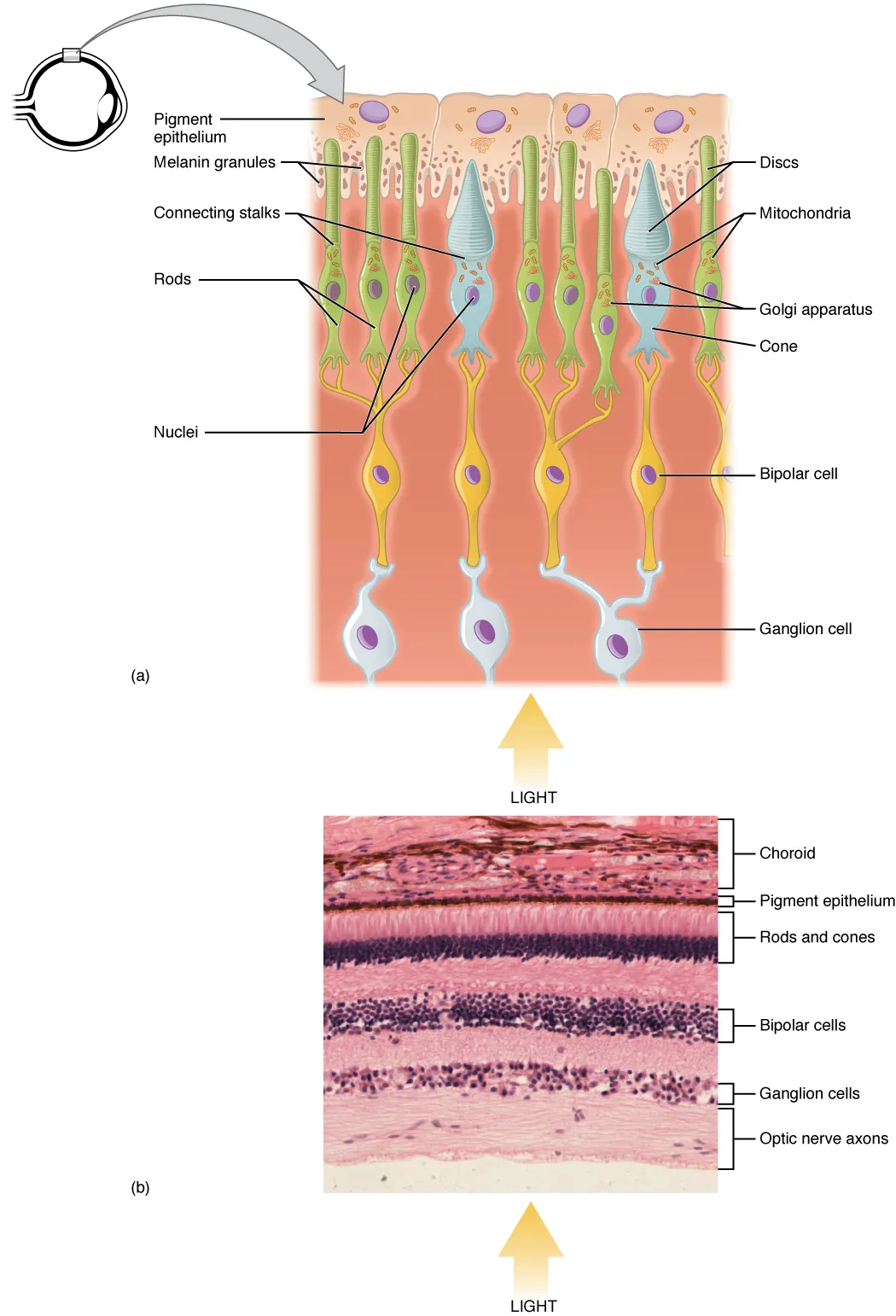 structure of the retina