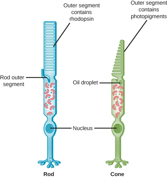 rods and cones