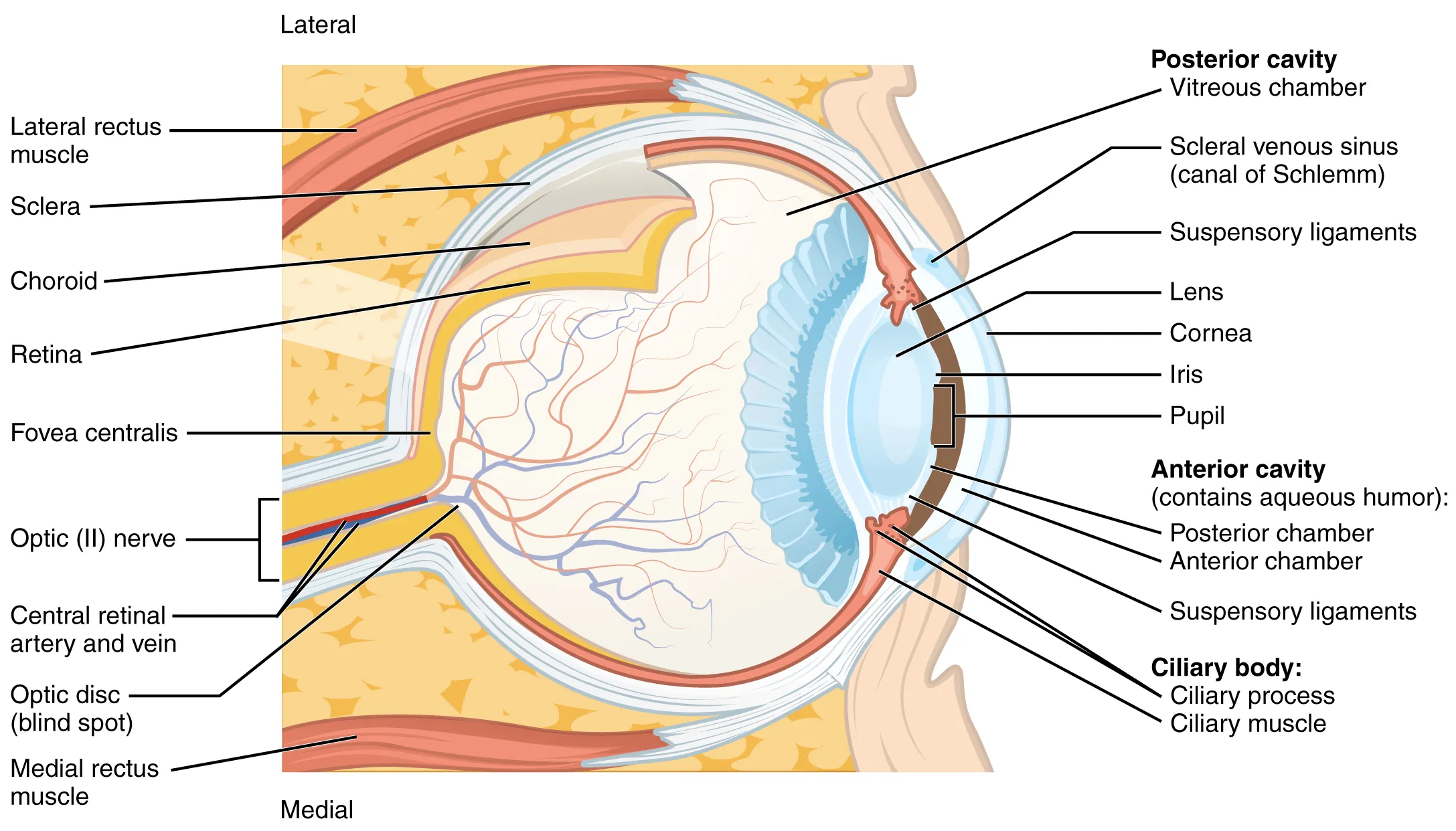 Diagram of the structure of the eye