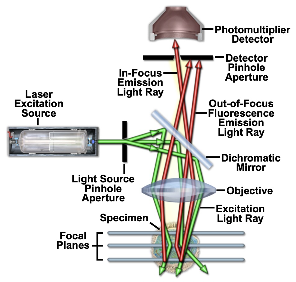 diagram of a confocal set-up