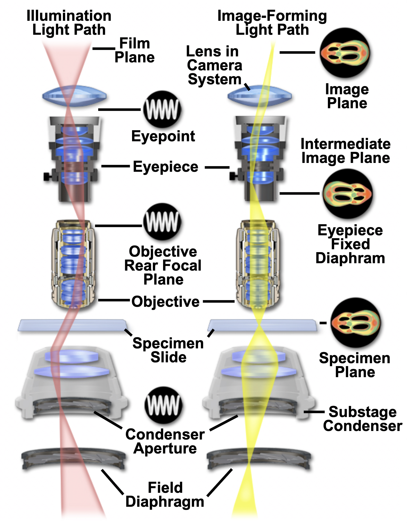 diagram of conjugate planes