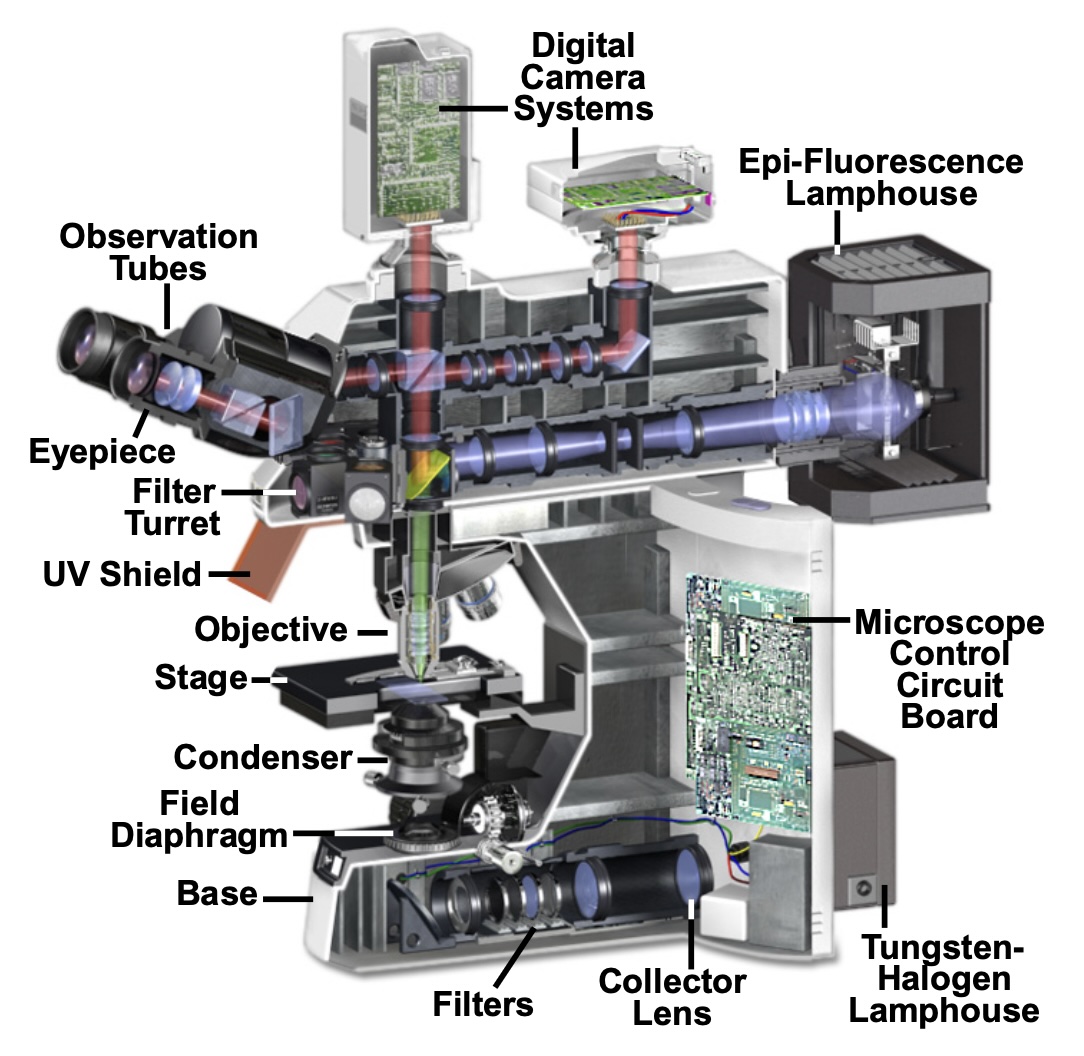 diagram of a fluorescence microscope