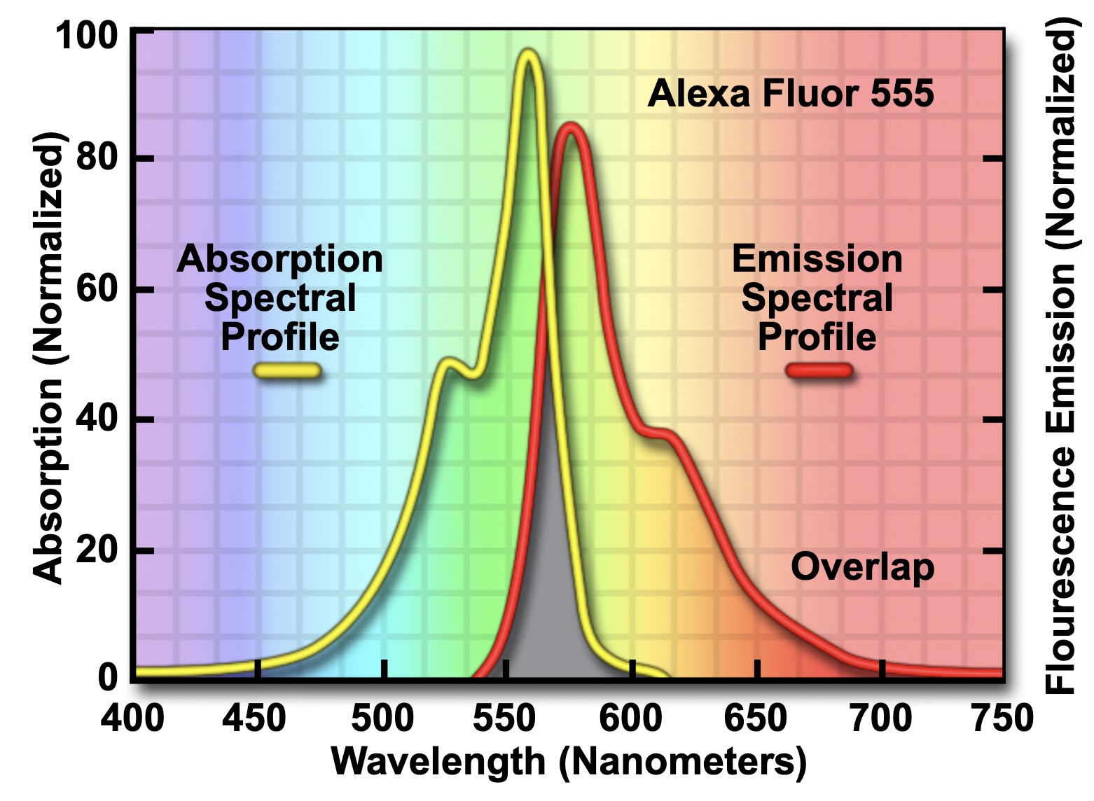 example plot of a fluorophore's absorption and emission spectral profile