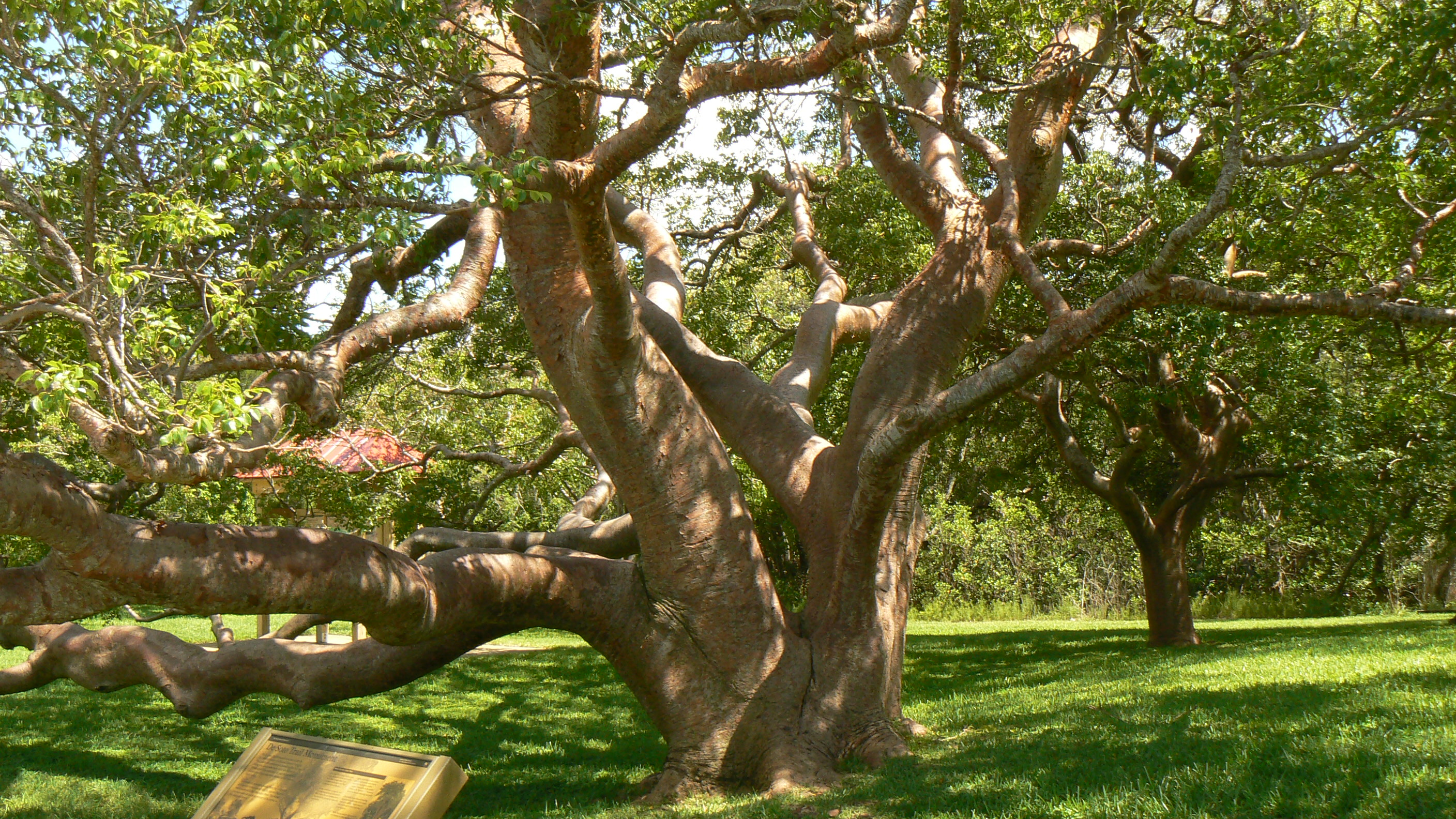 image of a tree