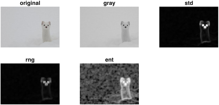texture filters of ferret image