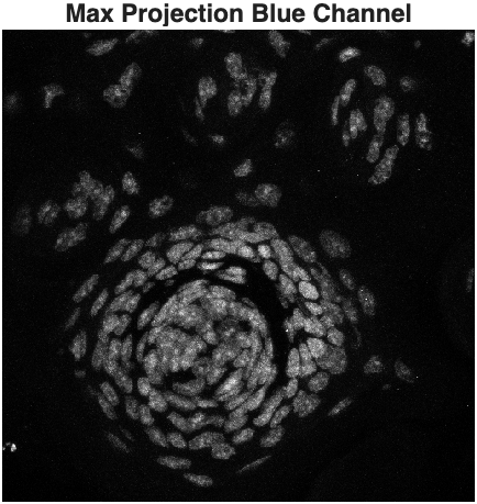 max projection of blue channel