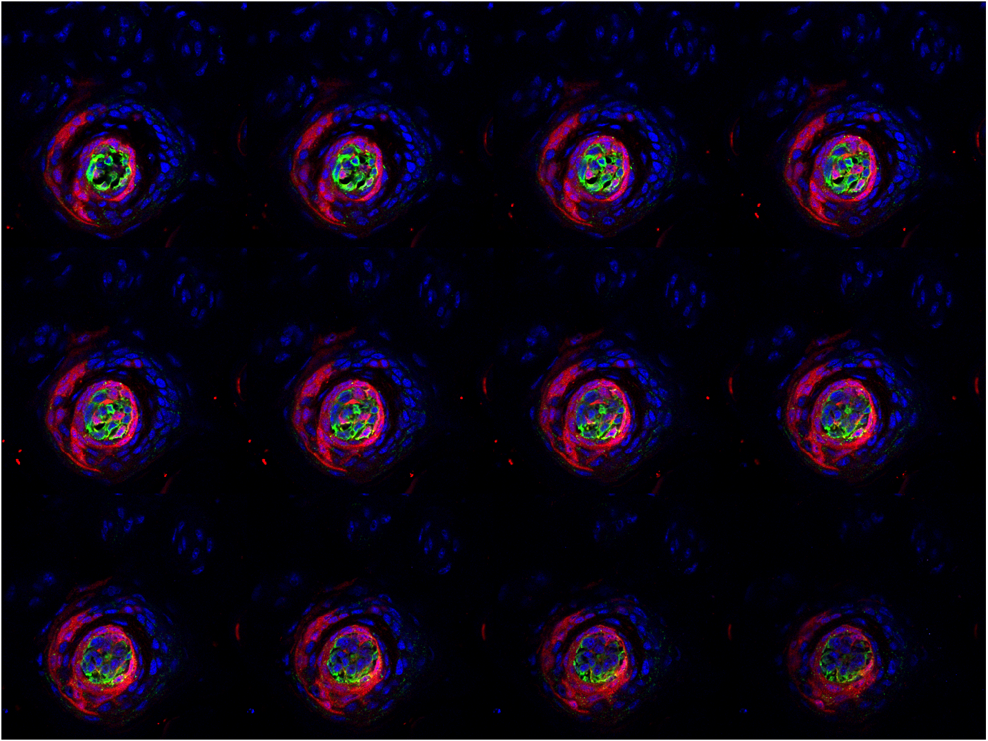montage of color image stack
