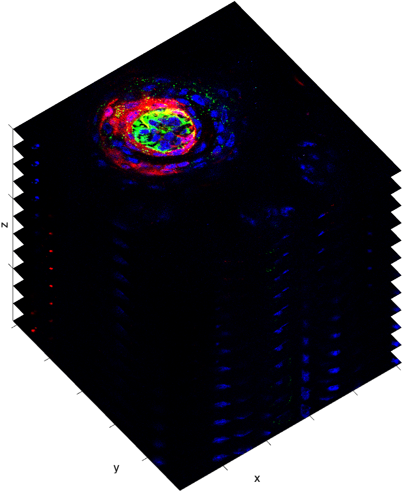 A color confocal image stack showing taste bud structures