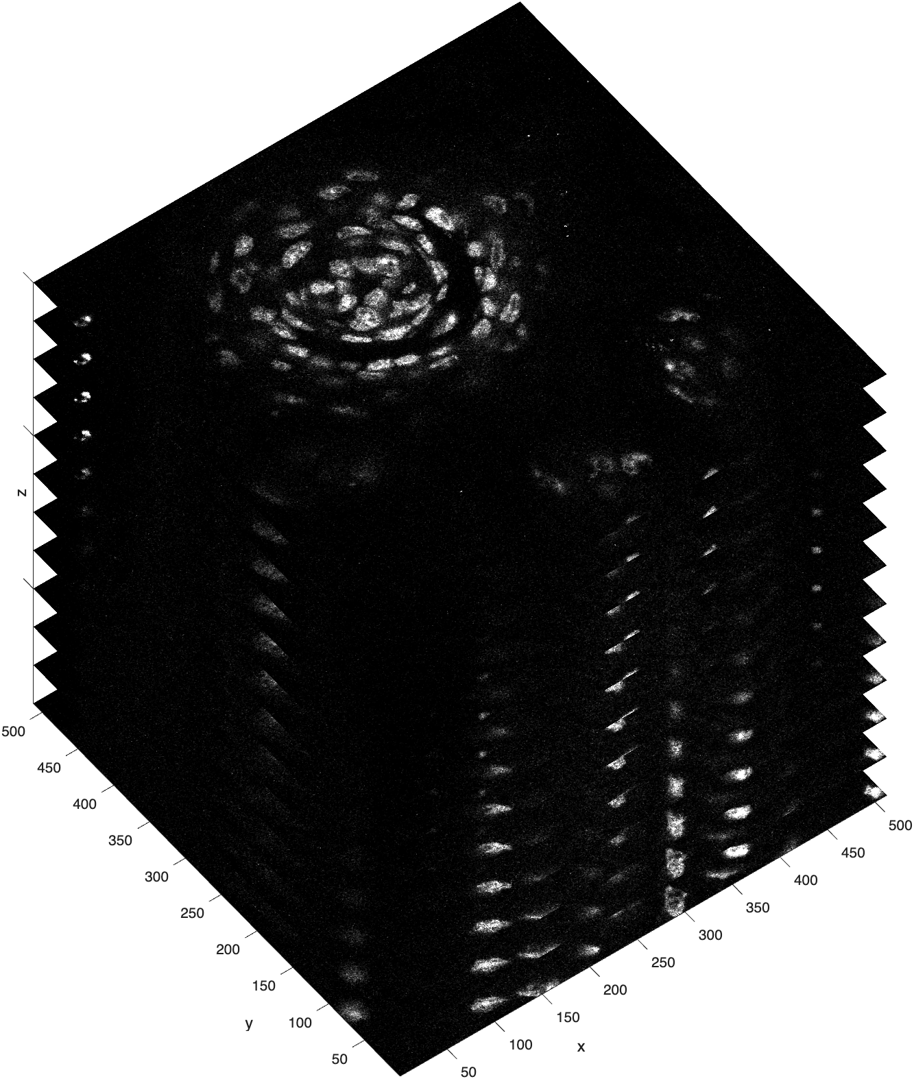 image stack of a series of optical slices from a mouse taste bud captured by a confocal microscope