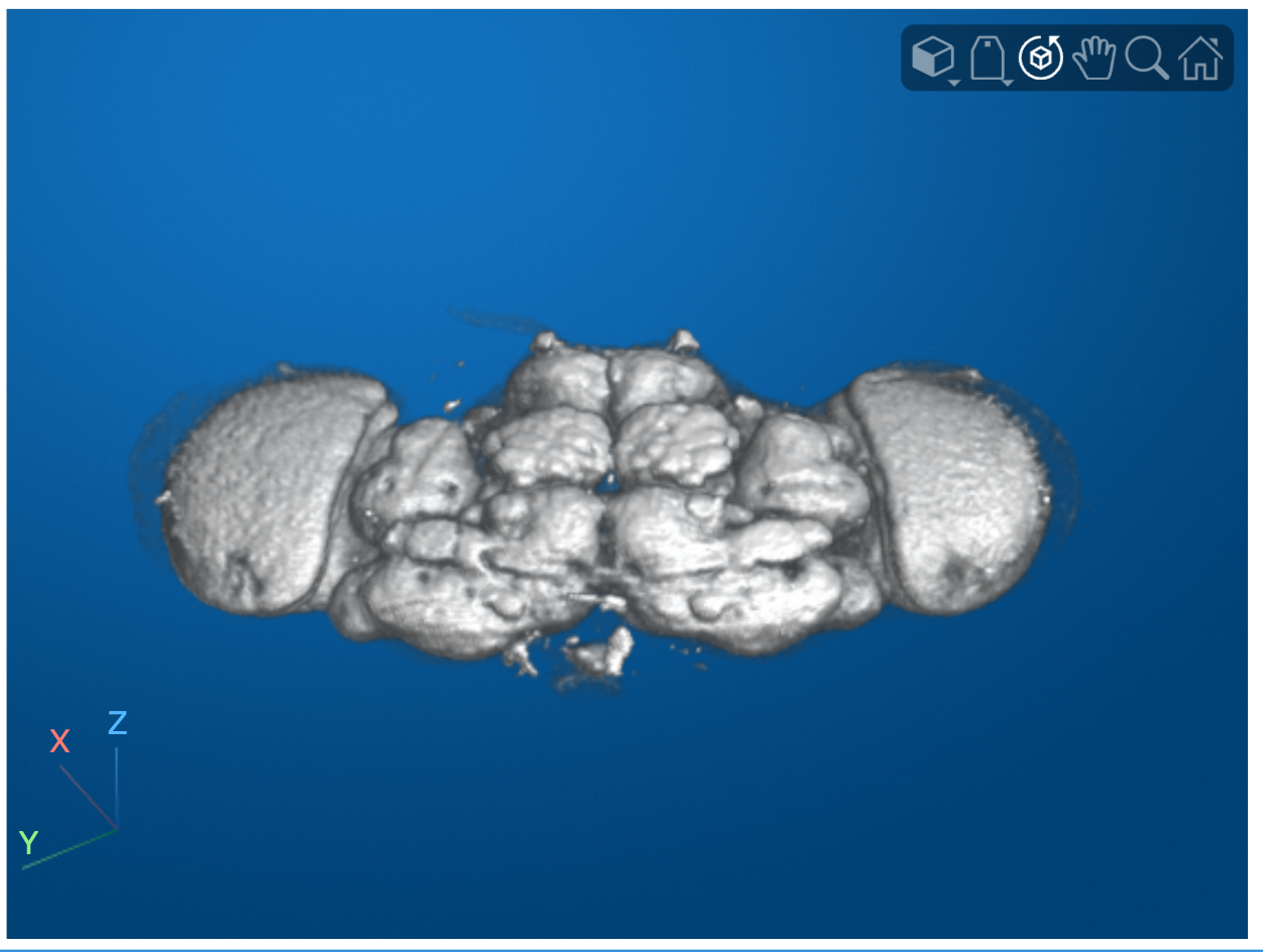 volshow render of the fly brain